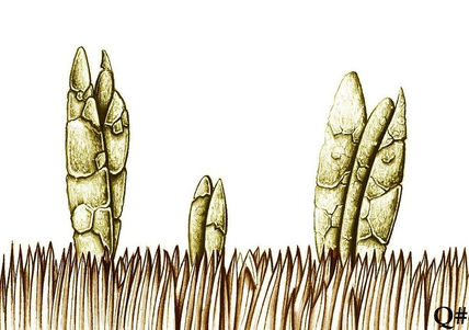 *"los brotes pétreos"