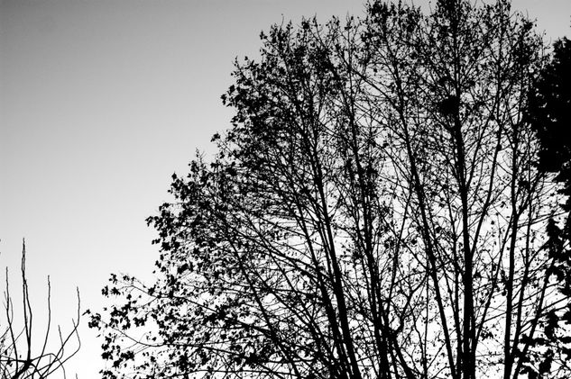 Caligrafia arbórea nº3 Naturaleza Blanco y Negro (Digital)