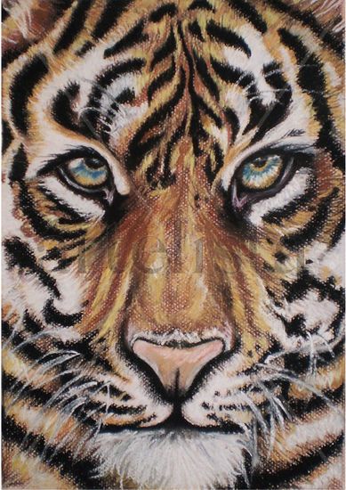 Mirada de tigre Pastel Papel Animales