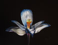 29-ORQUÍDEA