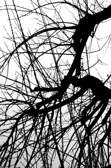 Caligrafia arbórea nº 4 Nature Black and White (Digital)