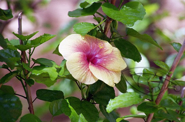 Flor centrada con gotas de agua condensada en superficie