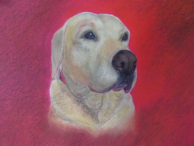 Labradora Pastel Papel Animales