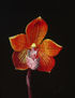 30-ORQUÍDEA