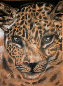 Leopardo