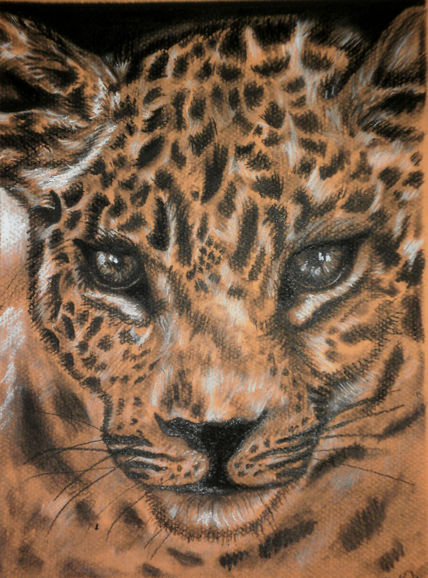 Leopardo