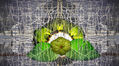 Semilla de Chirimoya / Custard Apple Seed