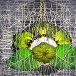 Semillas / Seeds thumbnail 2