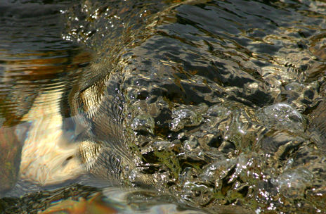 Wave and Light -...