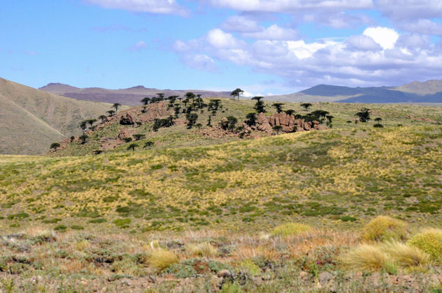Reserva Araucarias