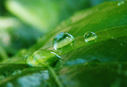 Naturaleza y Recursos