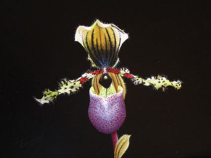 31-orquídea