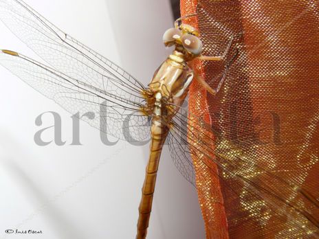 Libelula