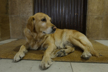 Caneloide