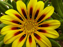 Gazania