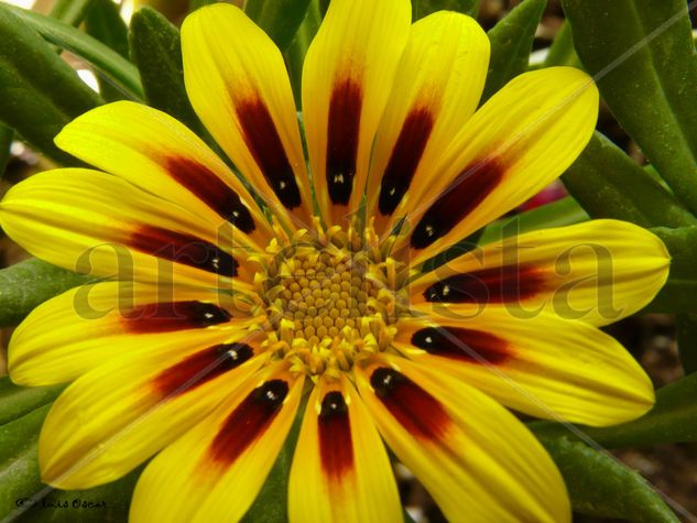 Gazania Nature Color (Digital)