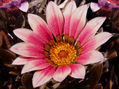 Gazania Soleada