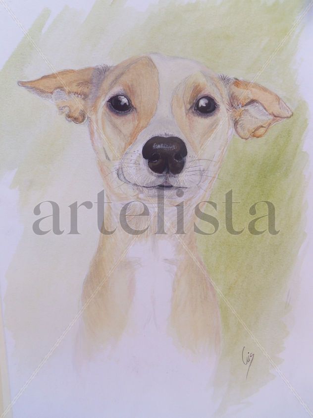 Perrita cruzada