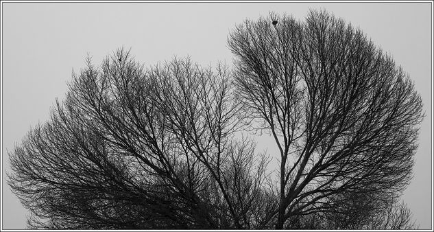 Árbol Nature Black and White (Digital)