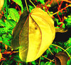 la hoja dorada.