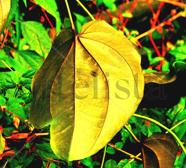 la hoja dorada.