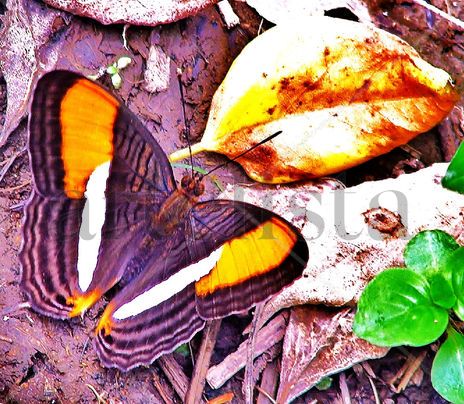Mariposa
