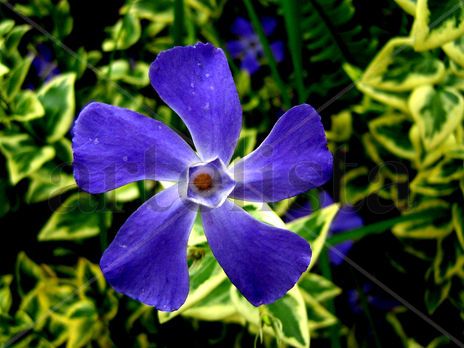 Florecidad
