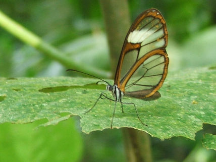 Mariposa.