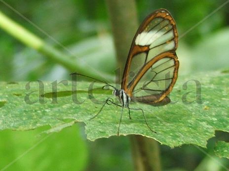 Mariposa.