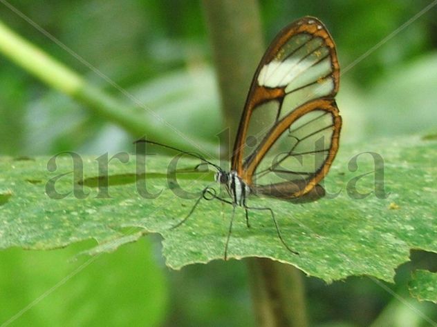 mariposa.