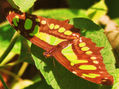 mariposa.