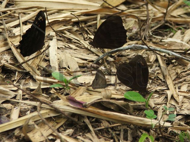 mariposas.