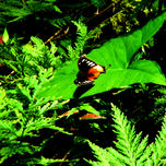 MARIPOSAS DE LA RESERVA NATURAL HUMBERTO VELEZ VELEZ. thumbnail 1