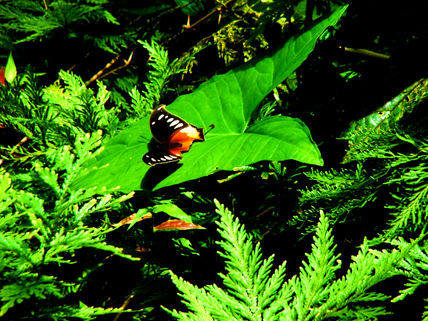 Mariposa .