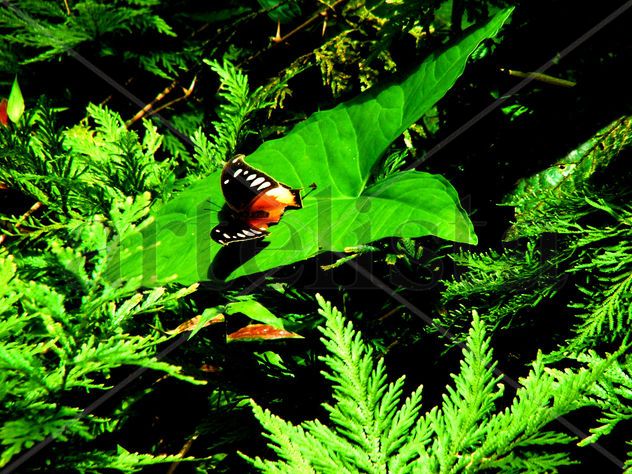 mariposa .