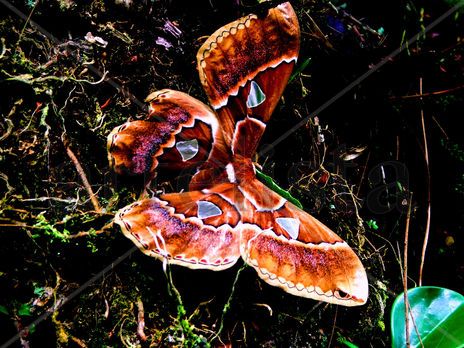 Mariposa.