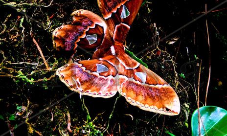 MARIPOSAS DE LA RESERVA NATURAL HUMBERTO VELEZ VELEZ.