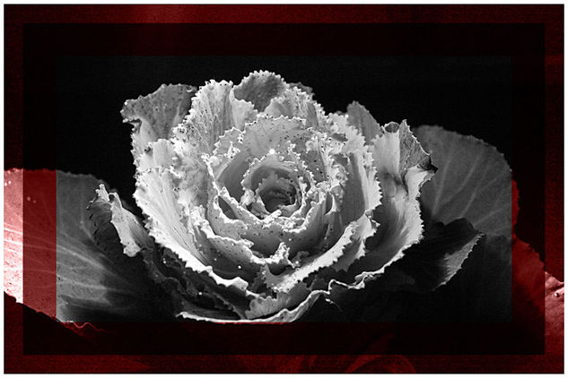 Floralia... Publicidad y moda Color (Digital)