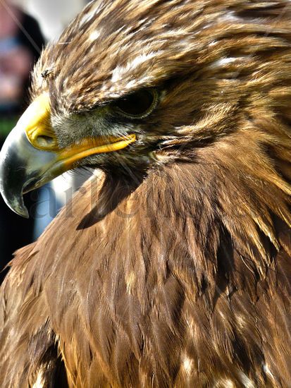 AGUILA REAL Naturaleza Color (Digital)