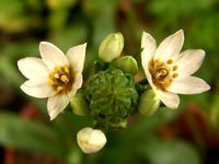 Florecillas