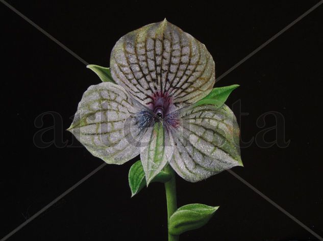 32-ORQUÍDEA Oil Panel Floral Painting