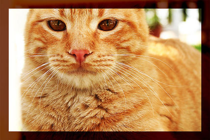 Cats three...