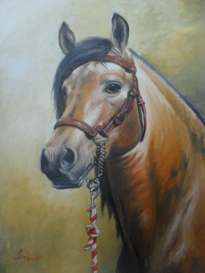 cabeza se caballo Oil Canvas Animals