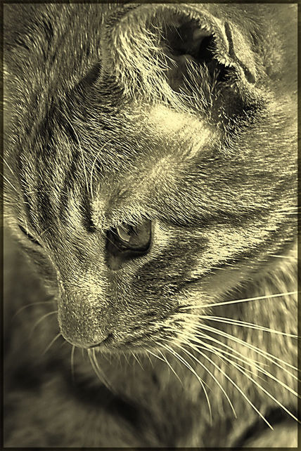 Cats four...