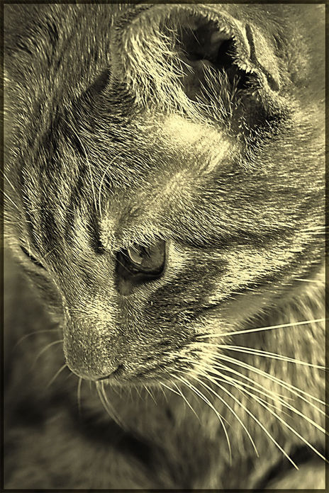 Cats four...