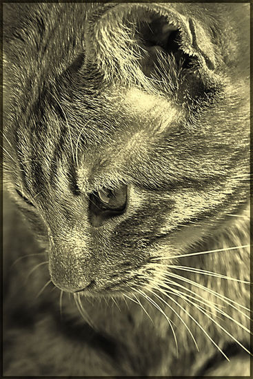 Cats four... Naturaleza Blanco y Negro (Digital)