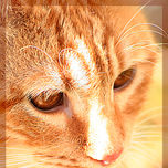 Animals thumbnail 2
