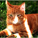 Animals thumbnail 1