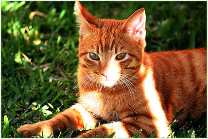 Cats six...