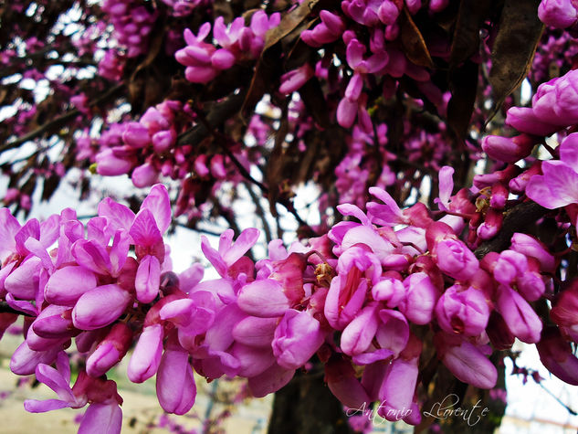 Florecillas Nature Black and White (Digital)